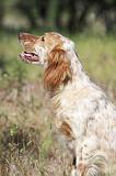 SETTER ANGLAIS 222